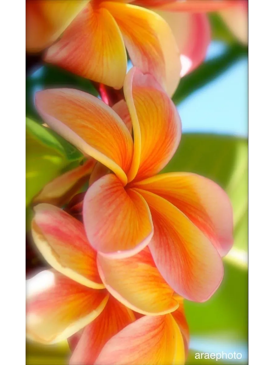 Frangipani перевод. Франджипан. Плюмерия франжипани манго. Плюмерия бали. Дерево плюмерия франжипани.