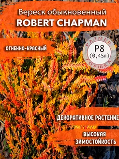 Вереск обыкновенный Robert Chapman Садовые Растения 259600765 купить за 462 ₽ в интернет-магазине Wildberries