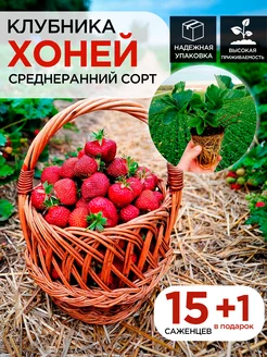 Саженцы клубники среднеранней Хоней 15шт 1 в подарок С любовью с Крыма 259645013 купить за 420 ₽ в интернет-магазине Wildberries