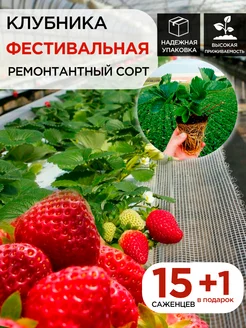 Саженцы клубники Фестивальная 15шт 1 в подарок С любовью с Крыма 259645014 купить за 420 ₽ в интернет-магазине Wildberries