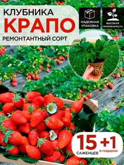 Саженцы клубники рассада Крапо 15шт 1 в подарок С любовью с Крыма 259645015 купить за 473 ₽ в интернет-магазине Wildberries