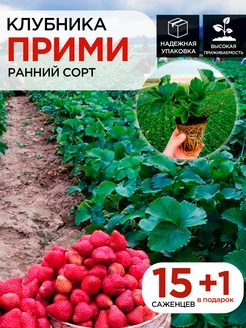 Саженцы клубники Примми 15шт 1 в подарок С любовью с Крыма 259645017 купить за 420 ₽ в интернет-магазине Wildberries