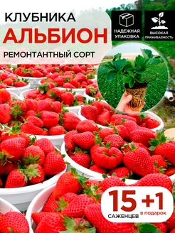 Саженцы ремонтантной клубники Альбион 15шт 1 в подарок С любовью с Крыма 259645019 купить за 420 ₽ в интернет-магазине Wildberries