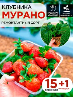 Саженцы ремонтантной клубники Мурано 15шт 1 в подарок С любовью с Крыма 259645020 купить за 578 ₽ в интернет-магазине Wildberries