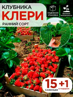 Саженцы клубники Клери 15шт 1 в подарок С любовью с Крыма 259645024 купить за 420 ₽ в интернет-магазине Wildberries