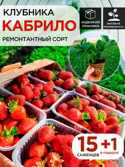 Саженцы ремонтантной клубники Кабрилло 15+1шт С любовью с Крыма 259645027 купить за 473 ₽ в интернет-магазине Wildberries