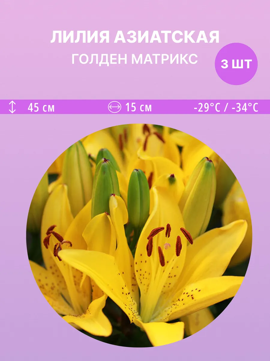 Голден матрикс