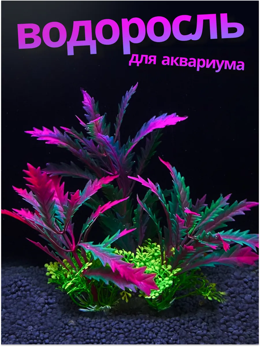 Водоросль для аквариума