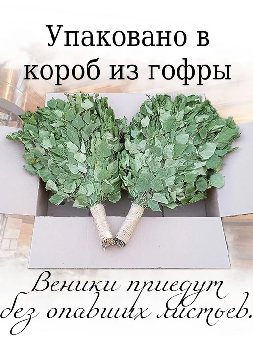 Дубовый Веник Веники для бани берёзовые отборные 2 штуки 2026, 2 шт, фото 4
