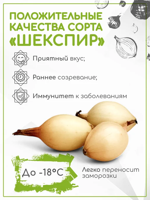 Лук-севок на посадку озимый Шекспир 0,3 кг, 300 г, фото 2