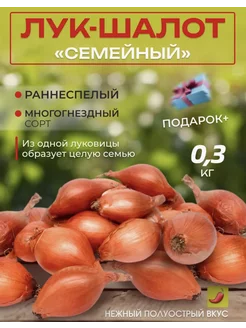 Лук-севок шалот семейный на посадку осенью 0,3 кг Ростлайн 259766320 купить за 255 ₽ в интернет-магазине Wildberries