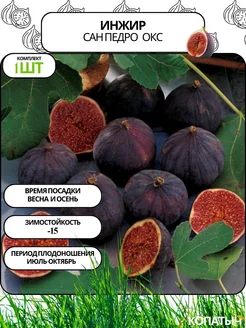 Инжир Сан Педро 1 шт. ОКС Саженцы от Копатыча 259800281 купить за 391 ₽ в интернет-магазине Wildberries