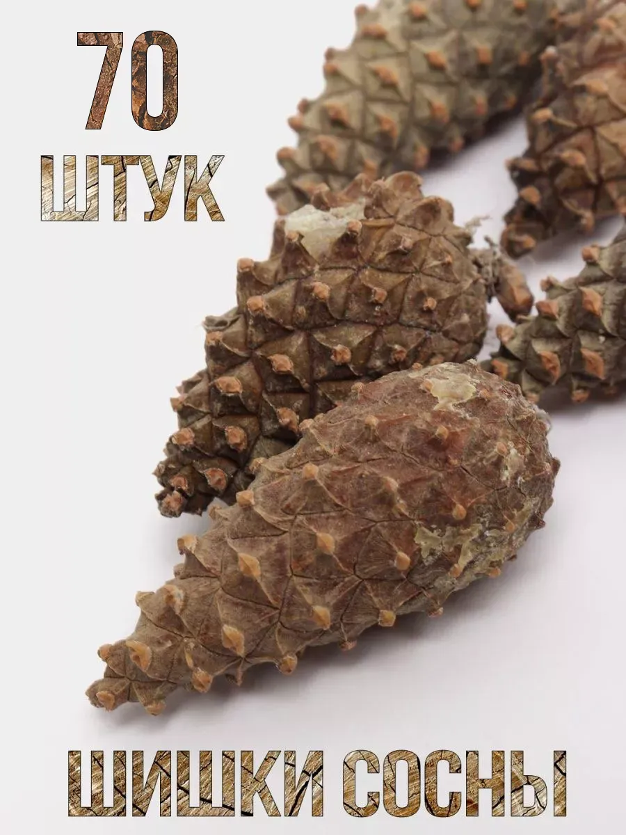 Хвойные...