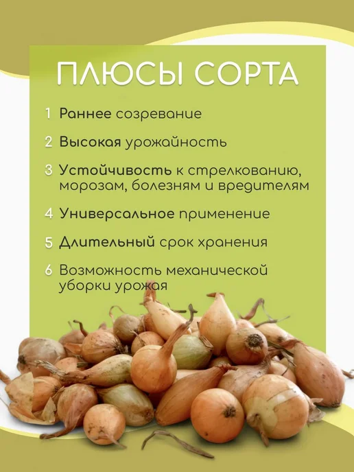 Лук севок озимый для посадки в зиму "Кармен" 0.3 кг, 300 г, фото 2