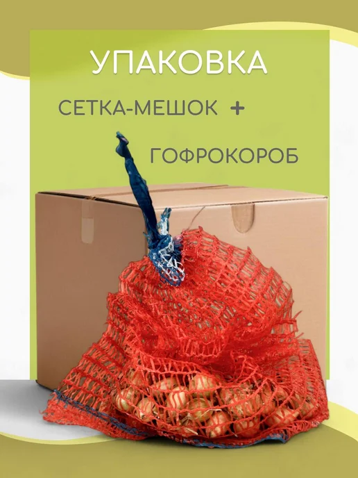 Лук севок озимый для посадки в зиму "Кармен" 0.3 кг, 300 г, фото 3