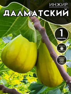 Саженцы Инжир Далматский ВРЕМЯ РАСТЕНИЙ 260129534 купить за 382 ₽ в интернет-магазине Wildberries