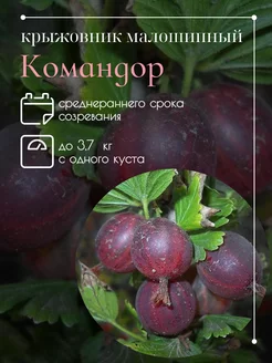 Крыжовник малошипный Командор Секреты PROцветания 260214647 купить за 374 ₽ в интернет-магазине Wildberries