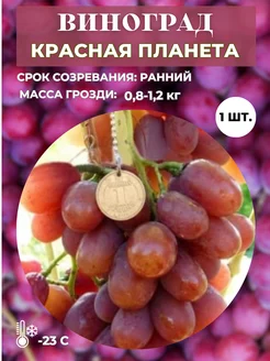 Виноград Красная планета, саженец 1 шт. Magic Blooming Garden 260267832 купить за 378 ₽ в интернет-магазине Wildberries