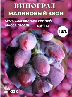 Виноград Малиновый звон саженец 1 шт Magic Blooming Garden 260267833 купить за 378 ₽ в интернет-магазине Wildberries