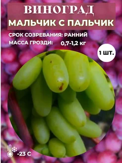 Виноград Мальчик с пальчик саженец 1 шт Magic Blooming Garden 260267834 купить за 378 ₽ в интернет-магазине Wildberries