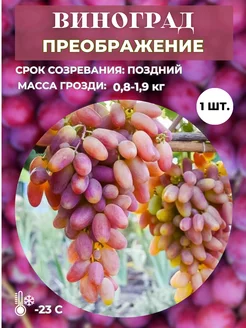 Виноград Преображение саженец 1 шт Magic Blooming Garden 260267838 купить за 378 ₽ в интернет-магазине Wildberries