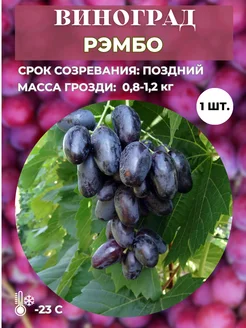 Виноград Рэмбо саженец 1 шт Magic Blooming Garden 260267839 купить за 378 ₽ в интернет-магазине Wildberries