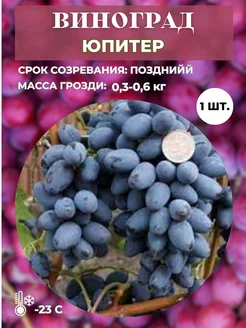 Виноград Юпитер саженец 1 шт Magic Blooming Garden 260267842 купить за 378 ₽ в интернет-магазине Wildberries