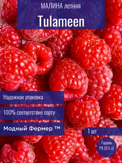 Малина летняя Туламин, саженец в горшке 0,5 л Модный Фермер 260278390 купить за 489 ₽ в интернет-магазине Wildberries