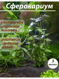 Сферокариум 3 ветки живого аквариумного растения Аквариум38 260324966 купить за 381 ₽ в интернет-магазине Wildberries