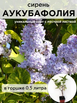 Саженцы сирени обыкновенной Аукубафолия Саженцы питомника ЗаказВсад 260368981 купить за 397 ₽ в интернет-магазине Wildberries