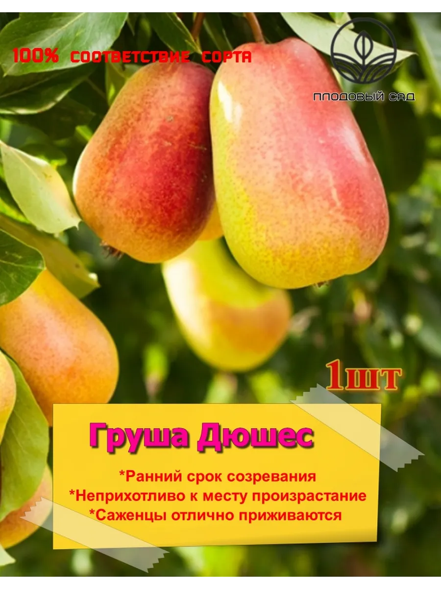 Груша Дюшес