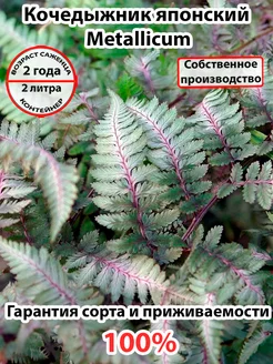 Кочедыжник японский Metallicum 260448341 купить за 936 ₽ в интернет-магазине Wildberries