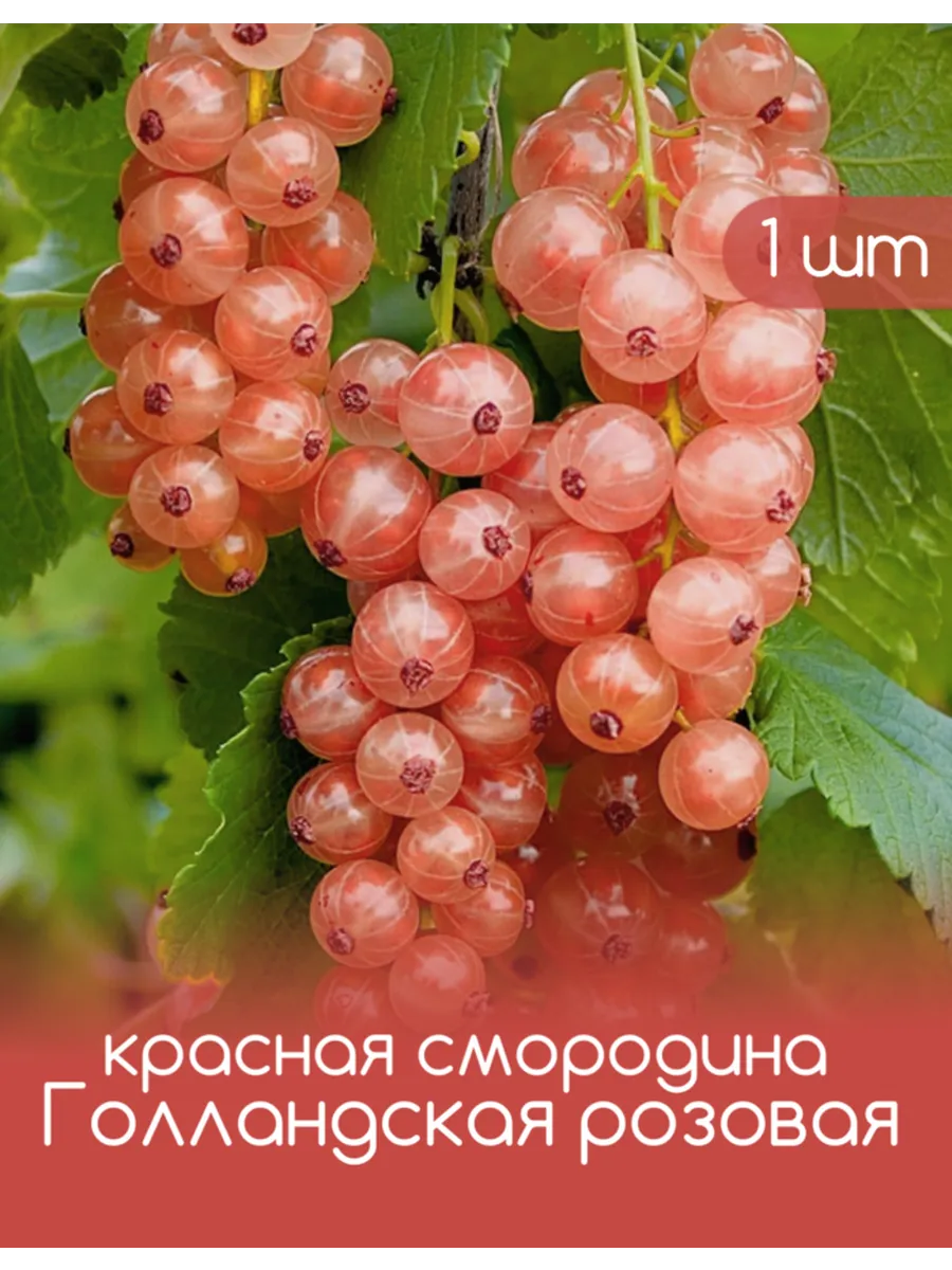 Смородина Голландская...