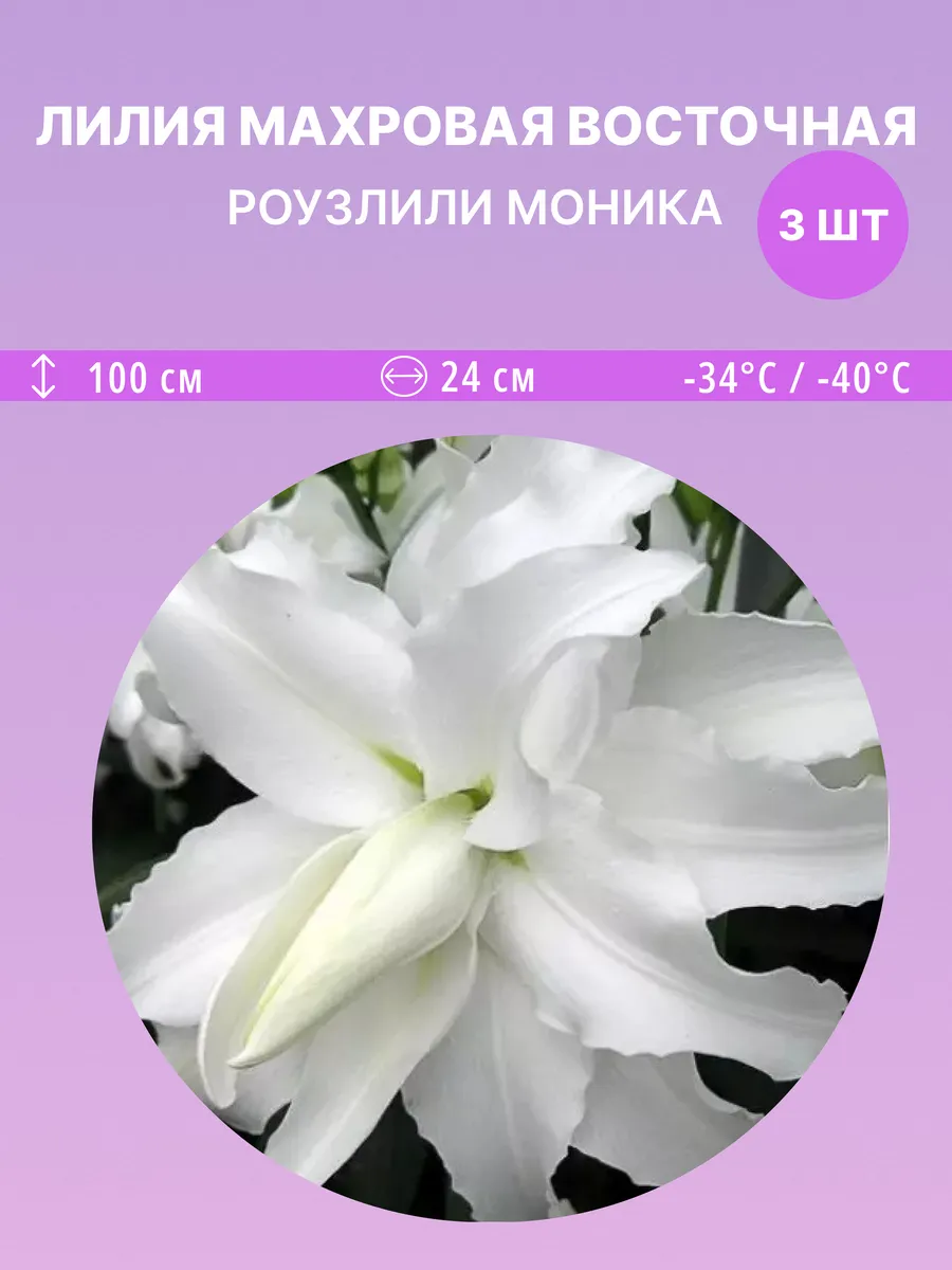 Лилия махровая восточная Роузлили Моника, 3 луковицы