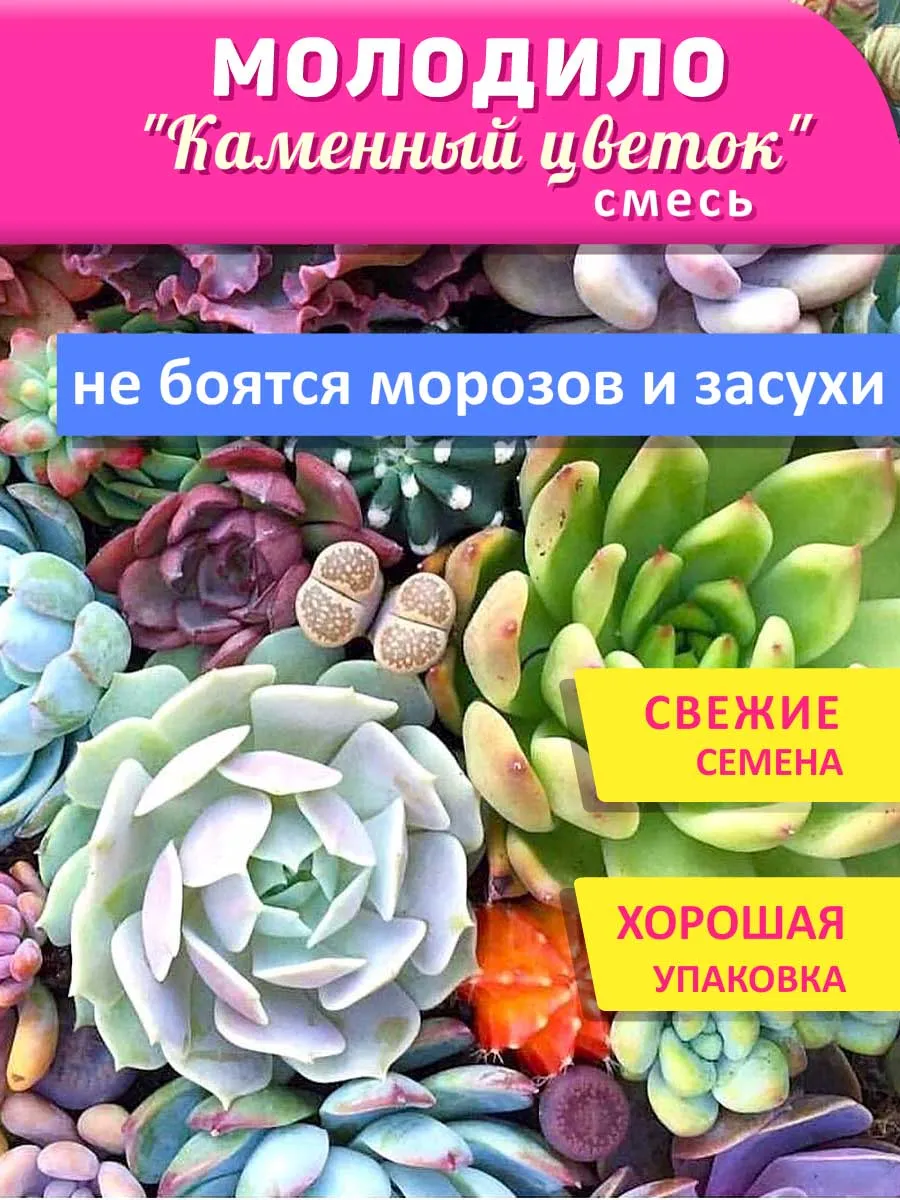Молодило...