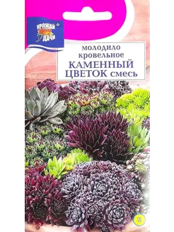 Молодило Каменная Роза многолетник для альпийских горок