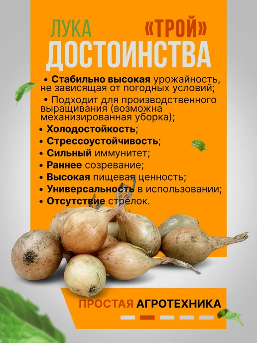Лук - Севок Трой на посадку озимый 0,5 кг, 300 г, фото 2