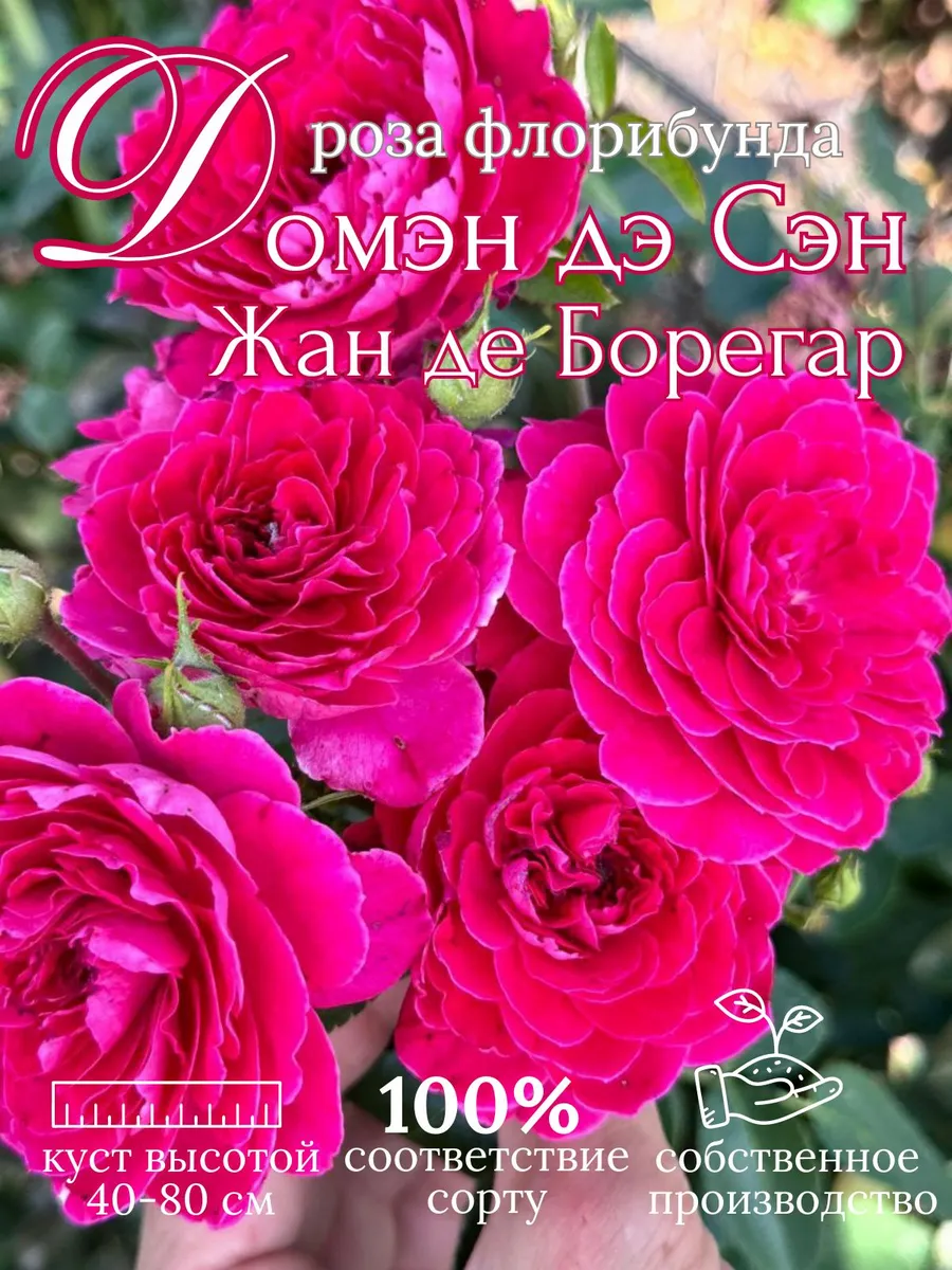 Роза Домэн дэ Сэн Жан де...