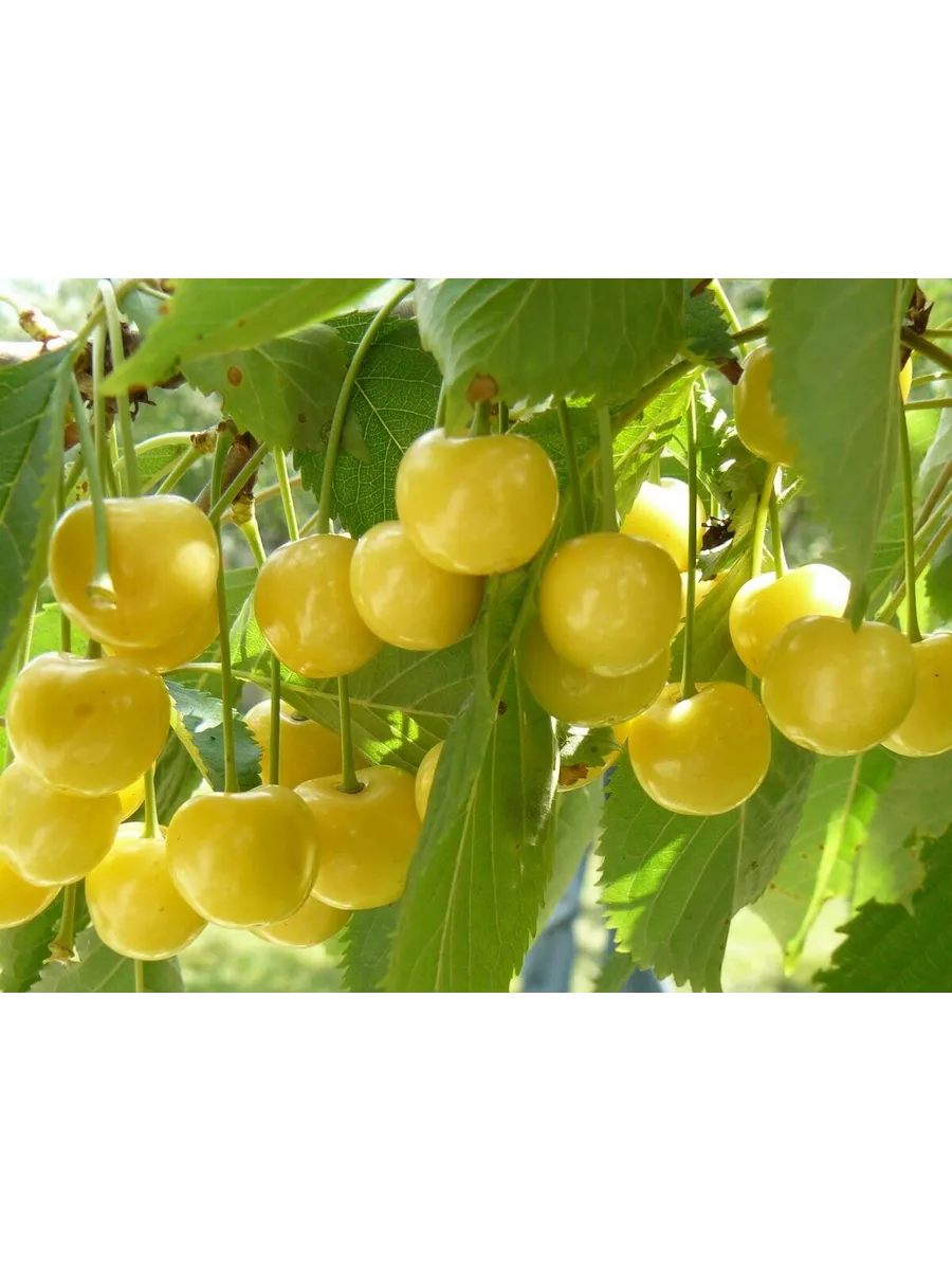 саженцы черешни дачница