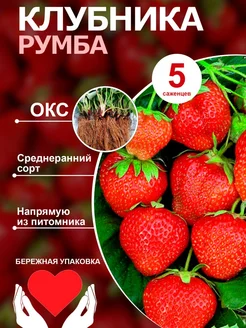 Саженцы клубники Румба 5шт Ягодный рай Крыма 260850642 купить за 338 ₽ в интернет-магазине Wildberries