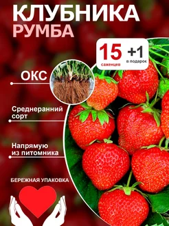 Саженцы клубники Румба 15шт+ 1 в подарок Ягодный рай Крыма 260850645 купить за 616 ₽ в интернет-магазине Wildberries