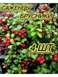 Саженцы брусники 4 шт Дача и огород 261021587 купить за 257 ₽ в интернет-магазине Wildberries