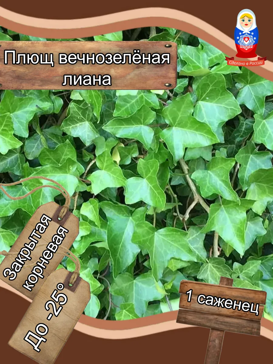 Плющ вечнозелёная лиана Крымский Саженец