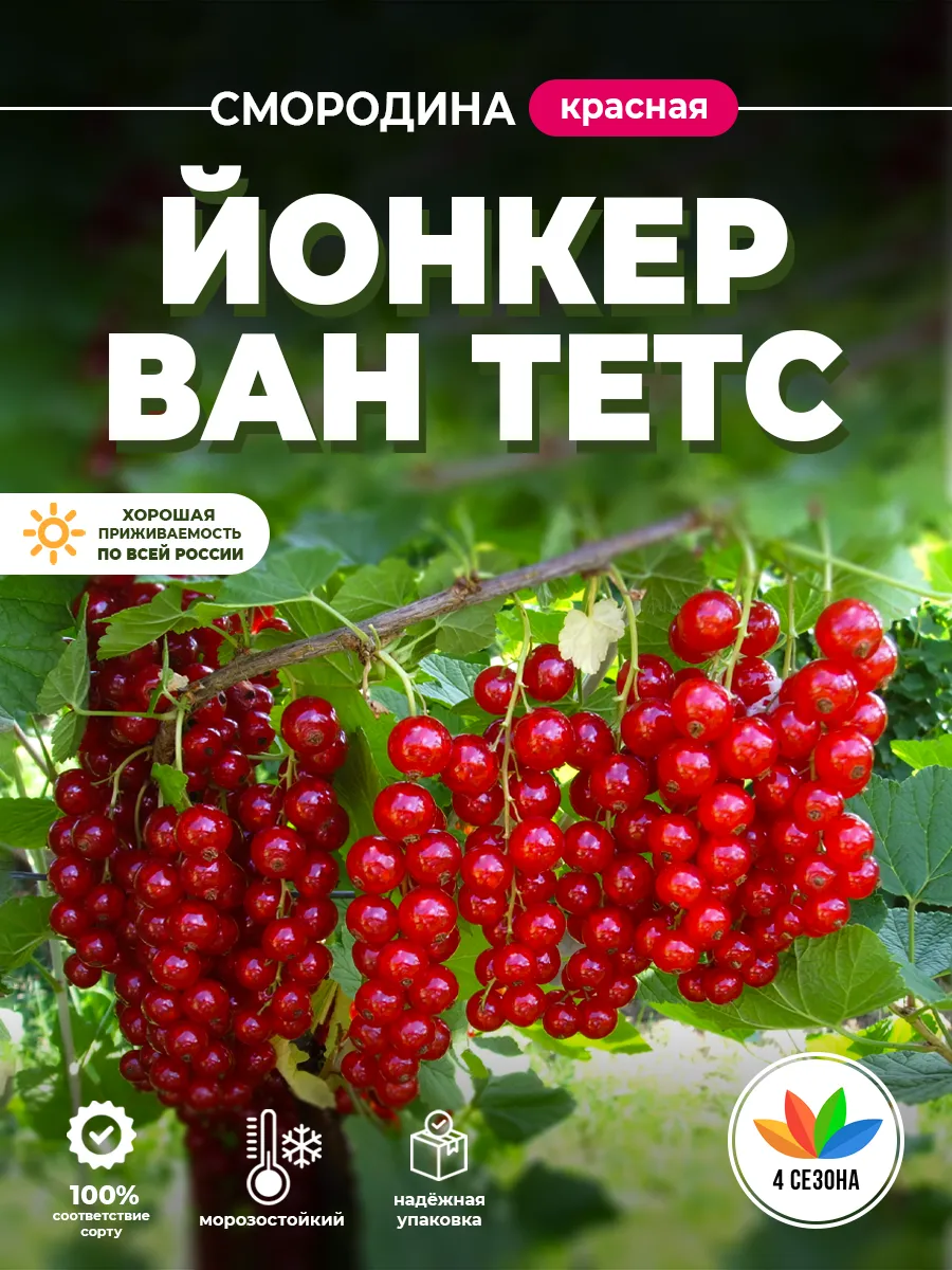 Саженцы Красной Смородины...