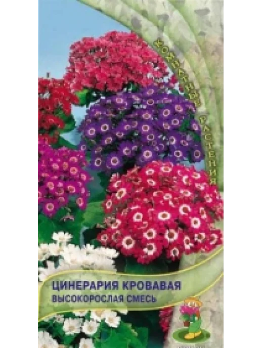 Цинерария Гибридная Купить Семена