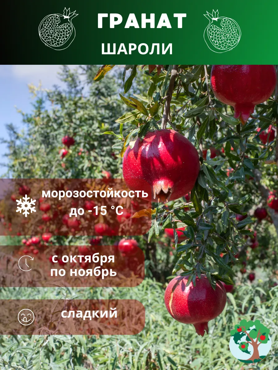 Саженцы Гранат Шароли