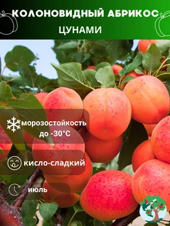 Саженцы Абрикос колоновидный Гунами Садовое Искусство 261402072 купить за 438 ₽ в интернет-магазине Wildberries