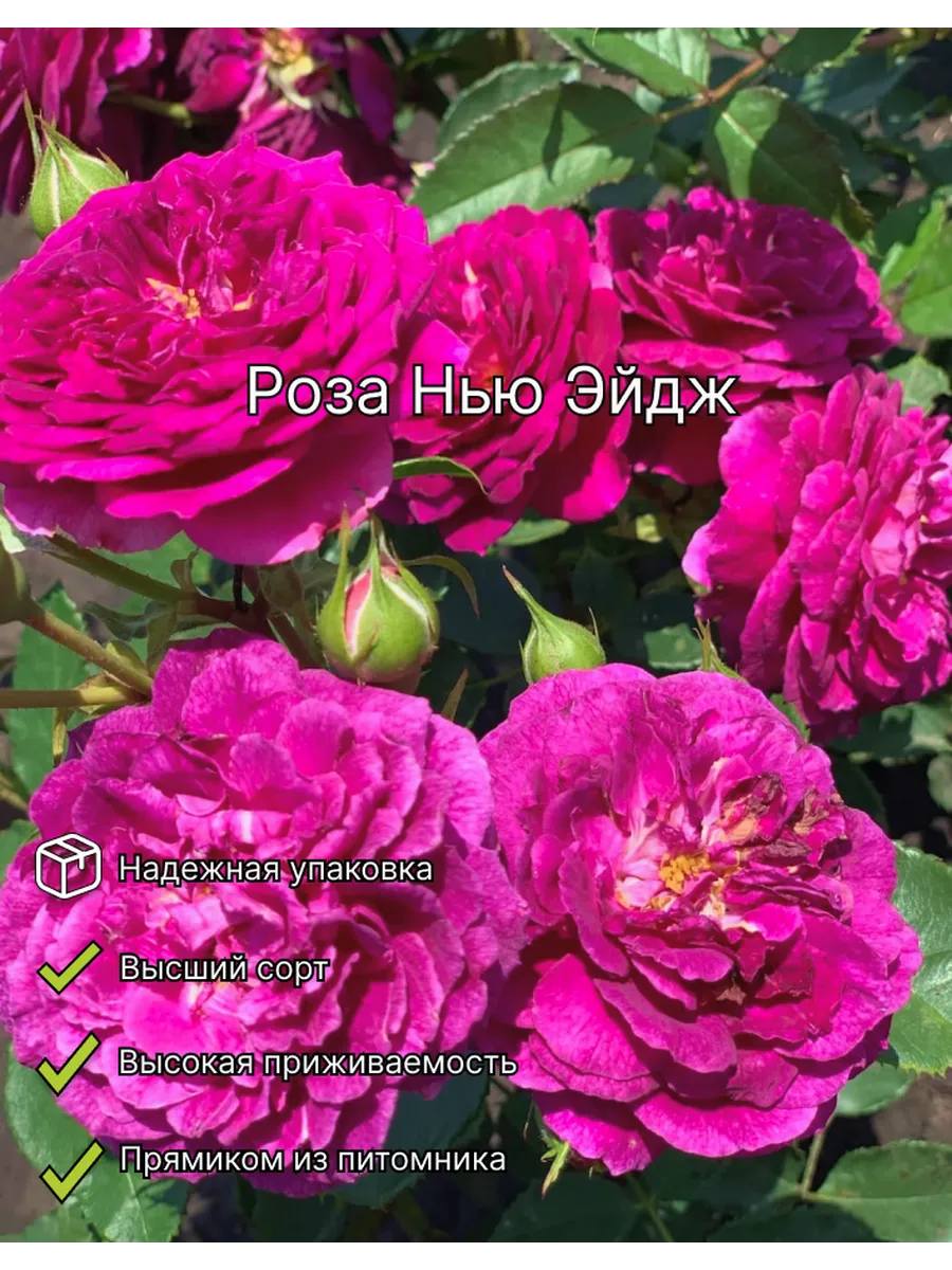 Роза Нью Эйдж флорибунда...