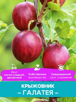 Крыжовник саженцы Галатея КФХ Погорелый В.Г. 261428417 купить за 492 ₽ в интернет-магазине Wildberries