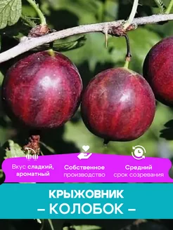 Крыжовник саженцы Колобок КФХ Погорелый В.Г. 261428419 купить за 492 ₽ в интернет-магазине Wildberries